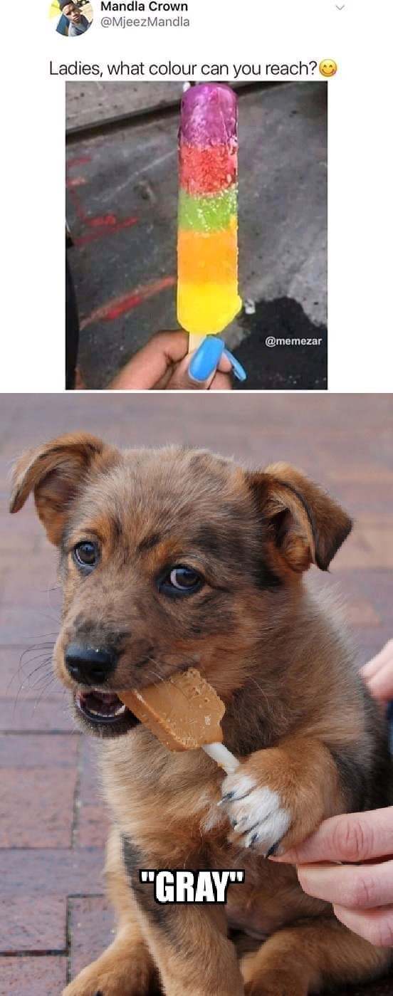 Dog blindado - Meme by Neguim.do.RJ :) Memedroid