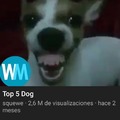 Top 5 Dog