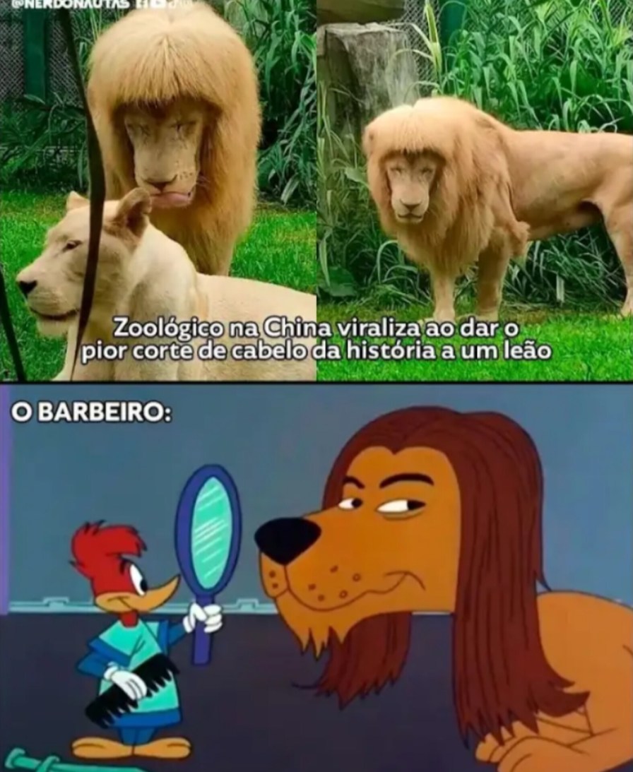 Barbeiro de Leão - meme