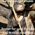 The sun bear of wisdom