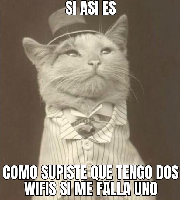 fino señores gato｜Búsqueda de TikTok