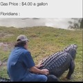 Now that gas prices are so high, Floridians are riding alligators