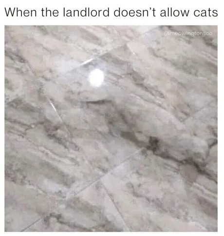 Camo cat - meme