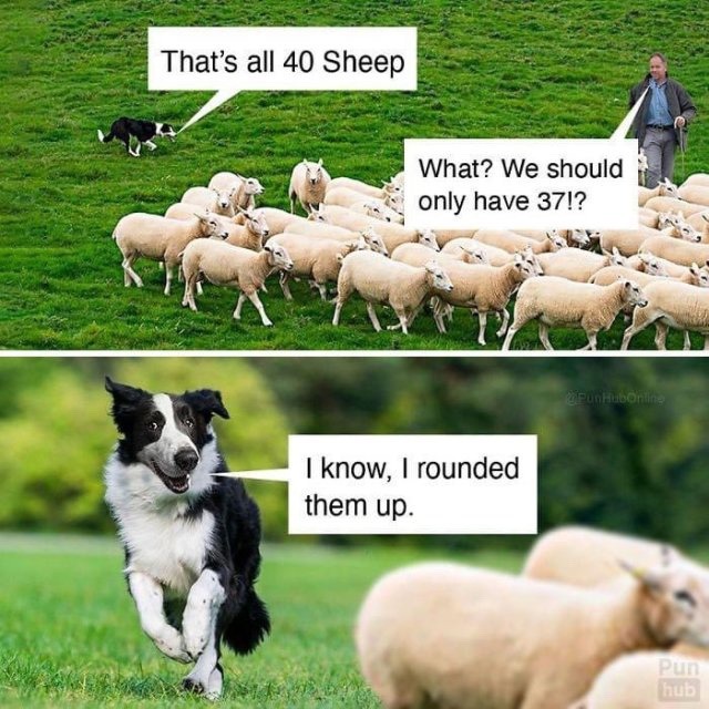 Good boi - meme