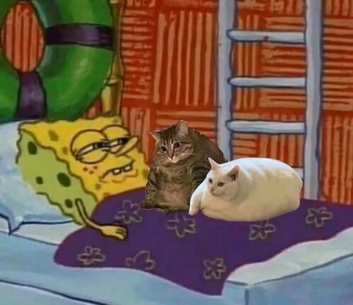 Sleeping with cats be like - meme