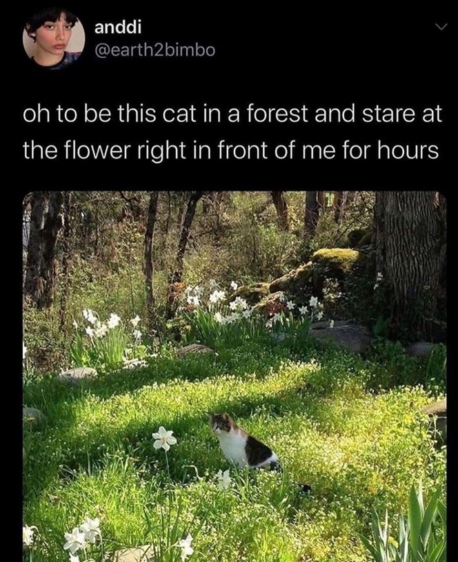 To be a forest cat staring at one flower for eternity - meme