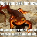 I want sexy newts