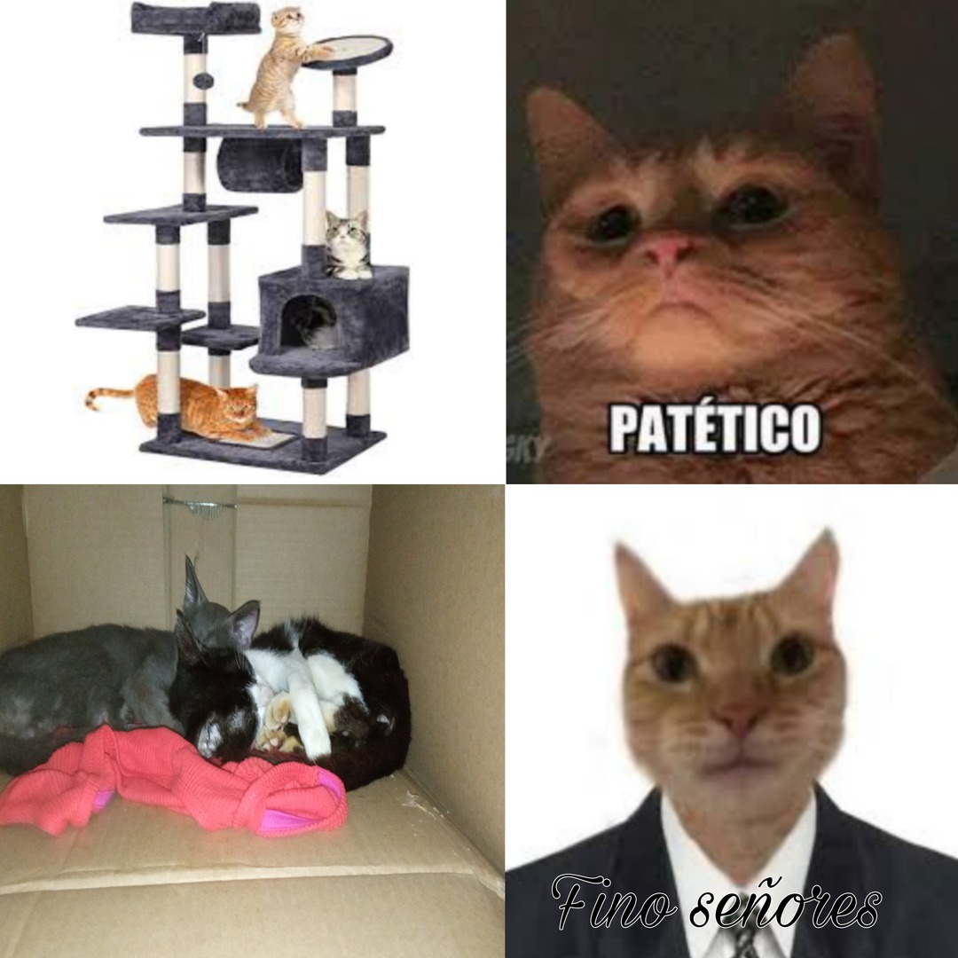 Casa para gato de 500$ :wojack: caja con trapo:Chad: - meme