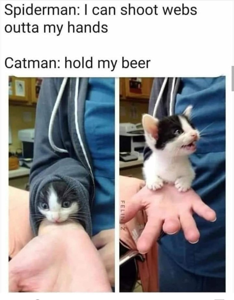 CATMAN CATAMN! HE'S THE AMAZING CATMAN! - meme