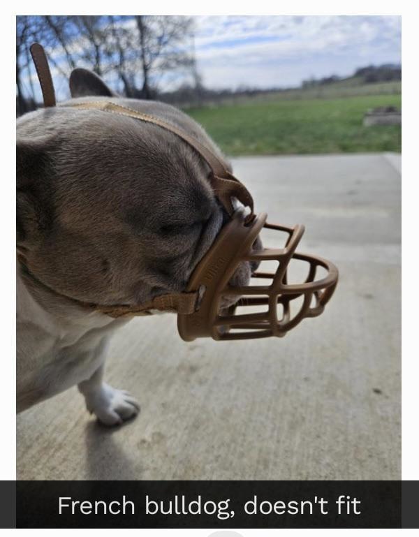 French bulldog tried to fit… but physics said no - meme