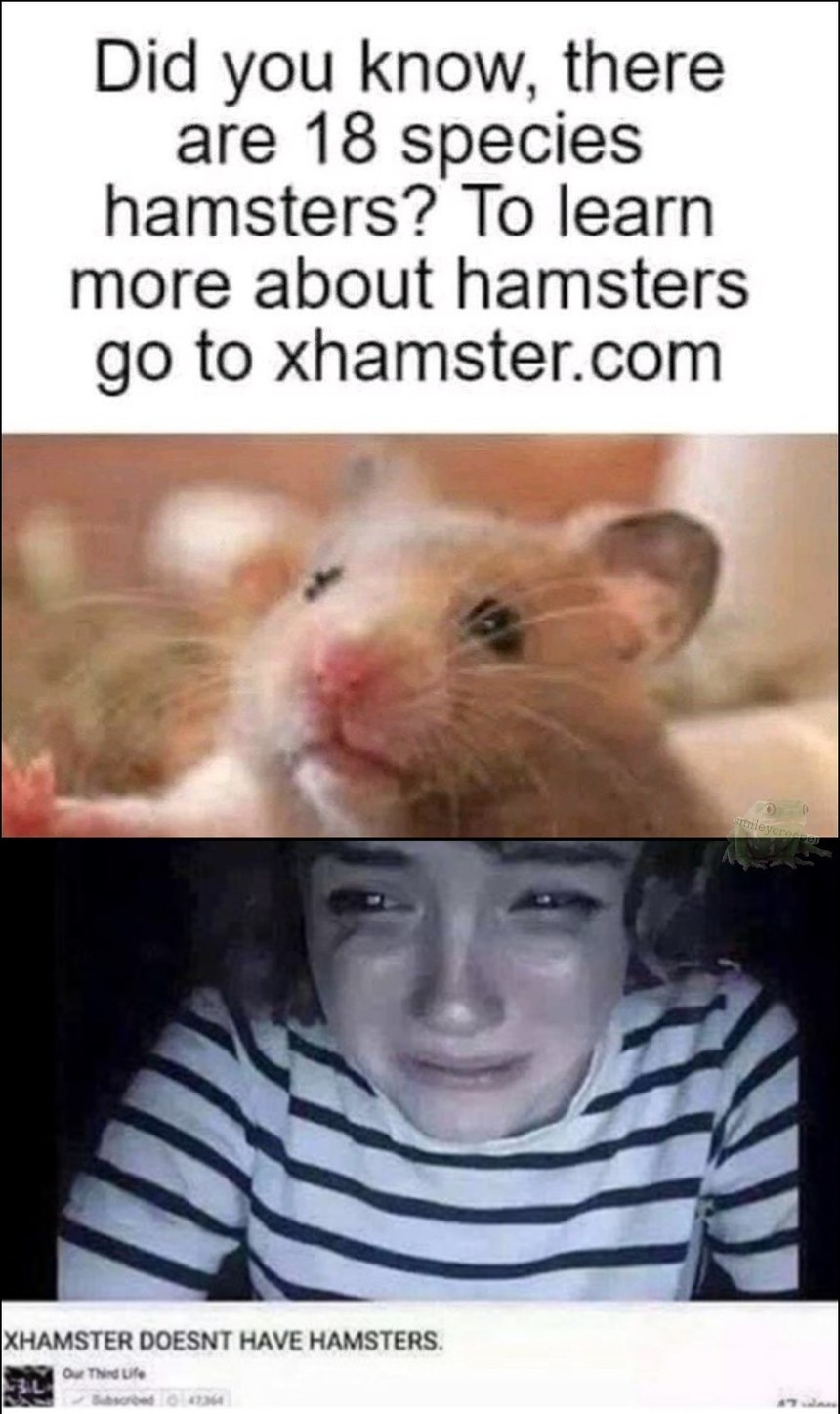 :( no hamsters? - meme