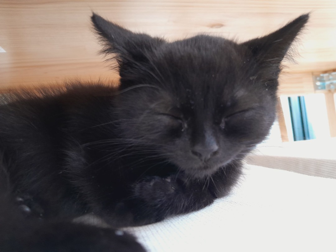Eepy kitty - meme