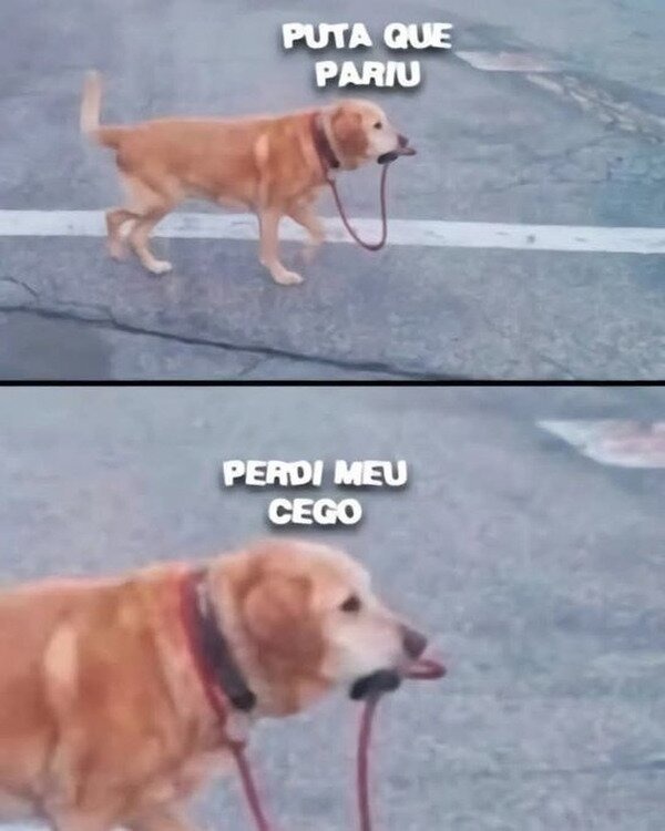 Perro ayudante portugues - meme