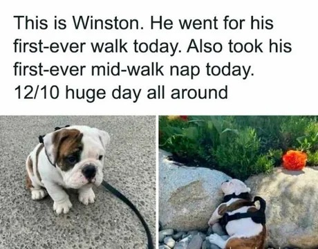 Cute first walk - meme