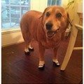 Doggo has dainty feet