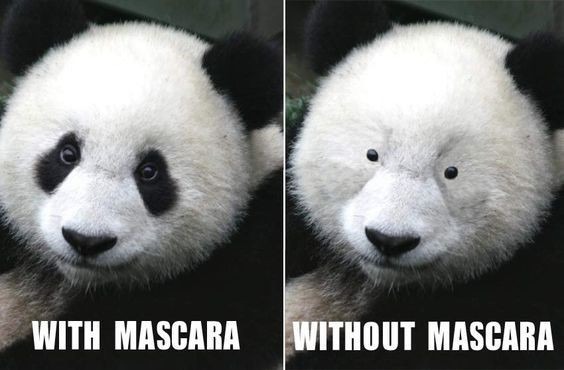 God made the right choice. Pandas look cursed without mascara - meme