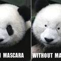 God made the right choice. Pandas look cursed without mascara