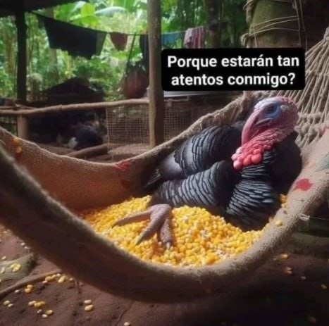 Pavos antes del dia de accion de gracias - meme