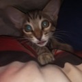 commented item thumbnail