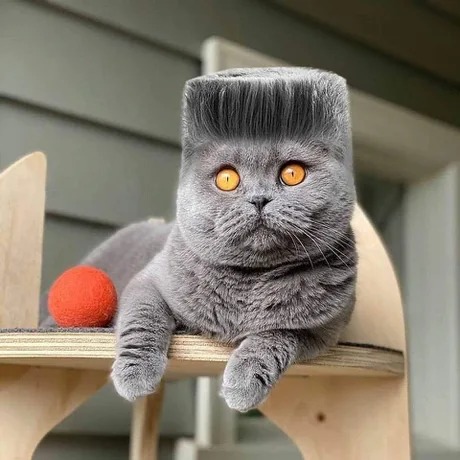 Solo mira a este gato con un corte de pelo fachero y sigue - meme