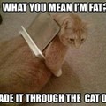 Fit kitteh is fit