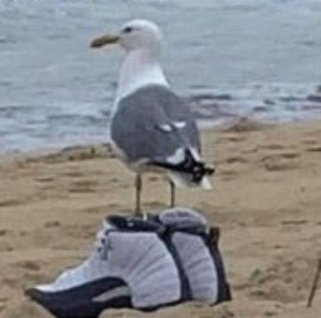 Drippy Seagull - meme