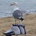 Drippy Seagull