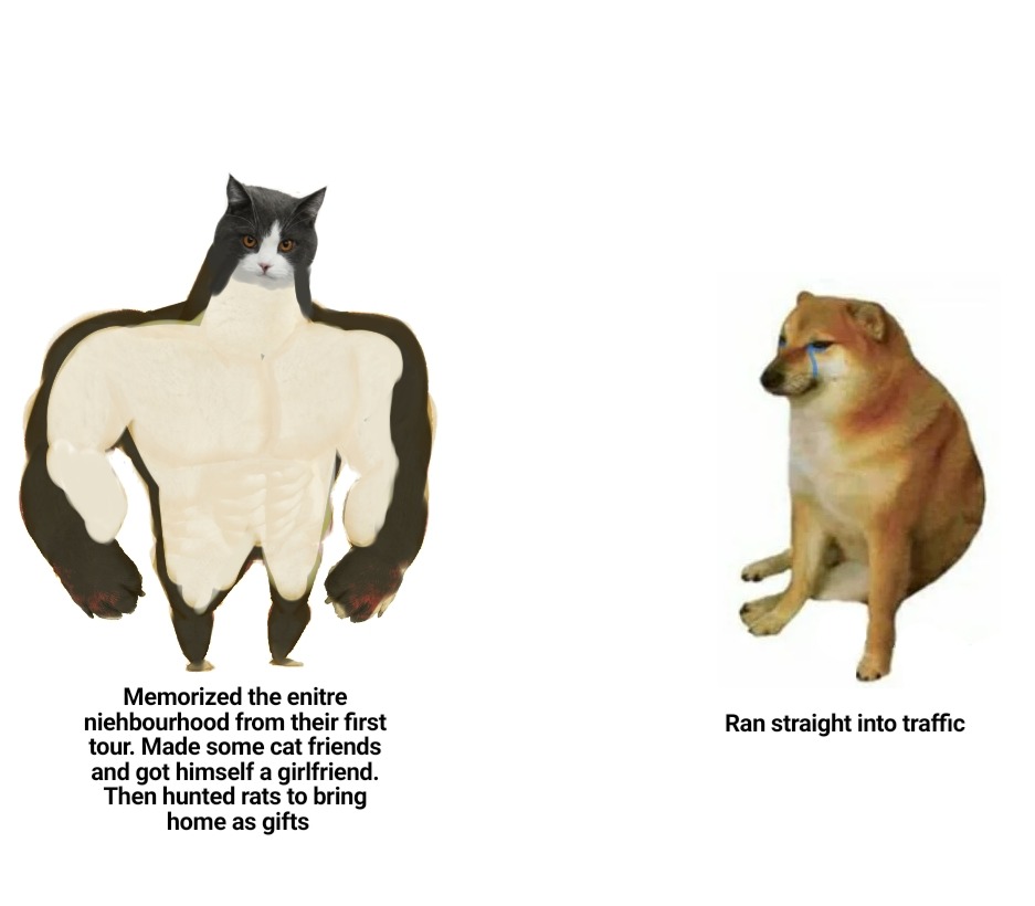 Cat memes - Meme subido por battlefrontford :) Memedroid