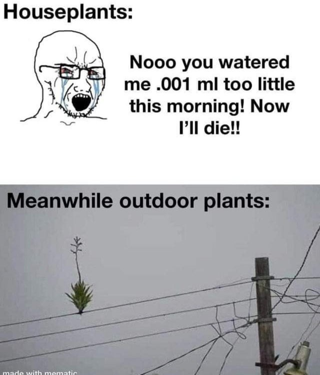 Outdoor plants - meme