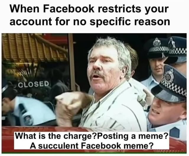 succulent memes are not a crime