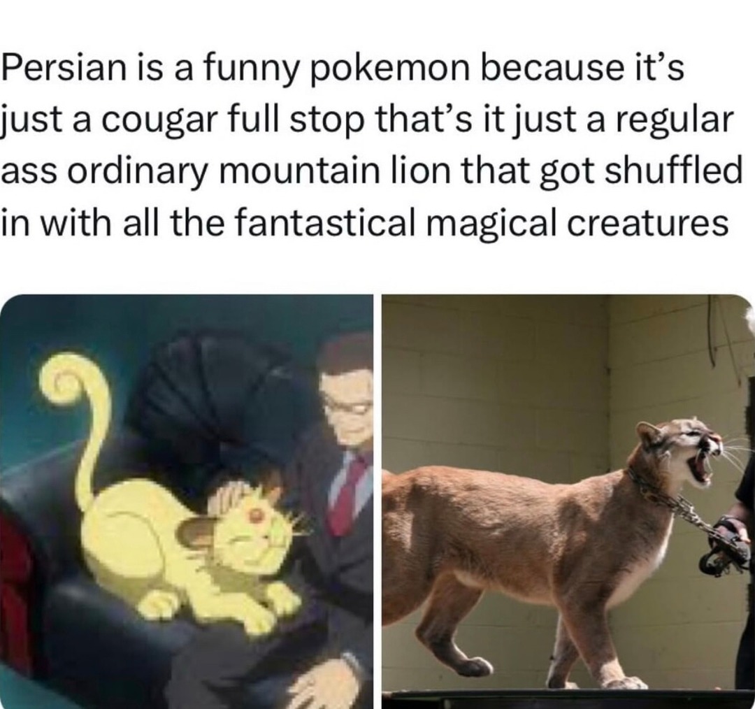 Persian’s just a mountain lion in a different coat - meme