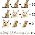 Amo gatos, amo matemática