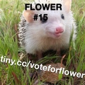 RIGGING THE VOTES FOR FLOWER