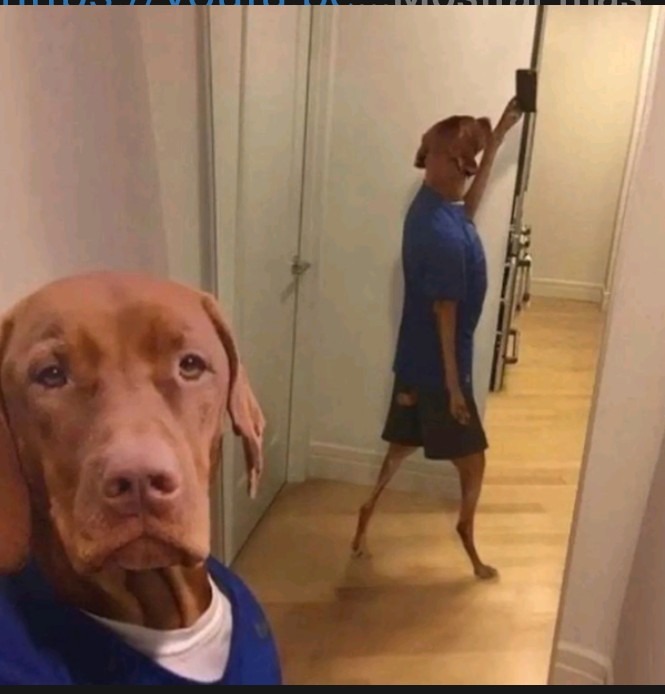 Perro selfie - meme