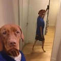 Perro selfie
