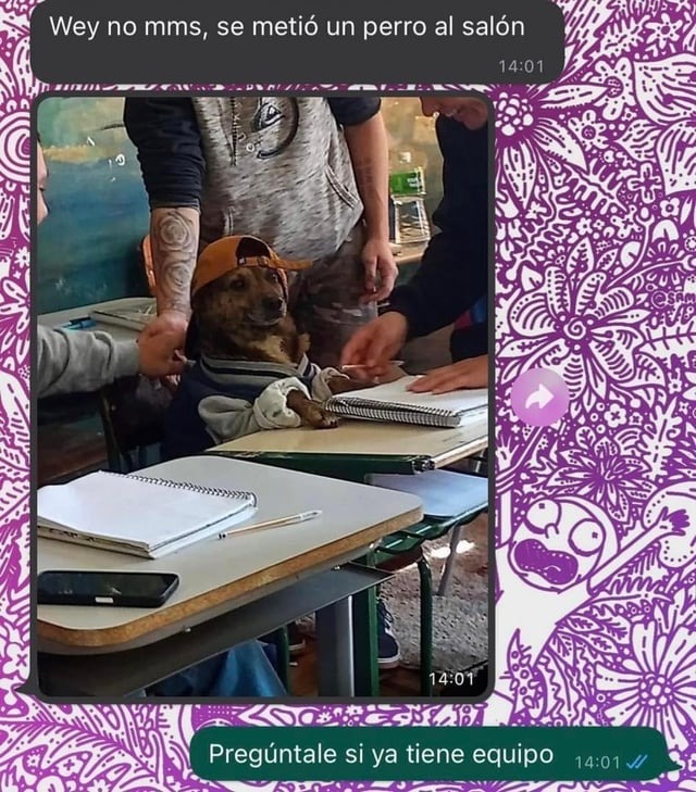 meme divertido de un perro en una clase