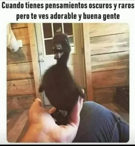Patito negro - meme