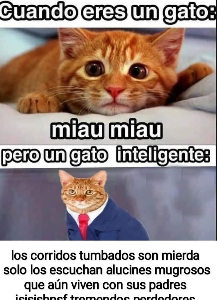 Peso pluma - meme