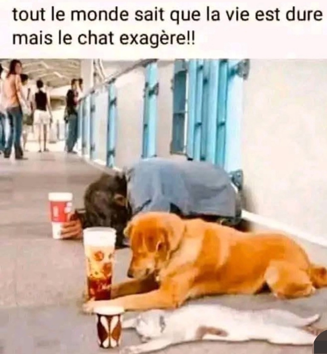 La vie est dure, mais ce chat exagère - meme