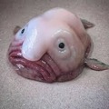 JustLetMeHaveAName, I will help. Blobfish