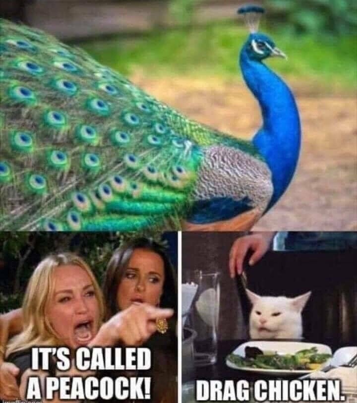 drag chicken - meme