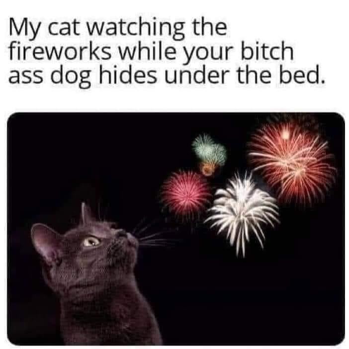 Cats, dogs and fireworks - meme