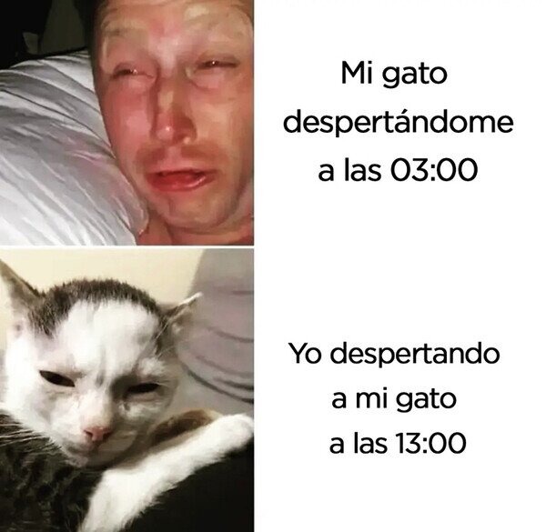 persona vs gato - meme