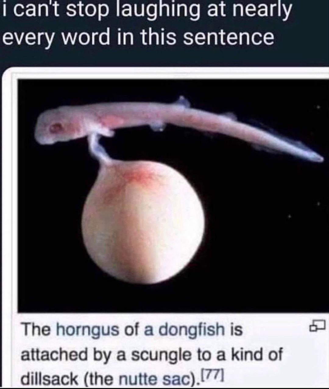 Dongfish - meme