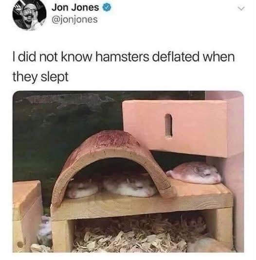 I just learned hamsters deflate when they sleep - meme