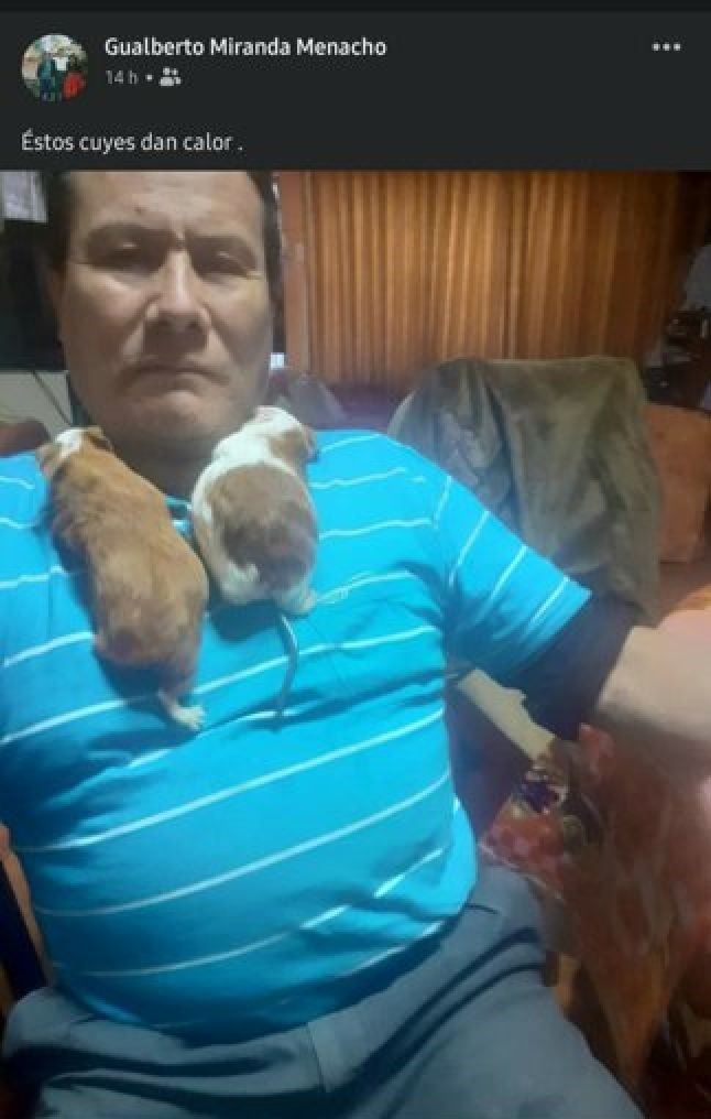 a ustedes les gustan los cuy o prefieren otro tipo de mascota asi? - meme