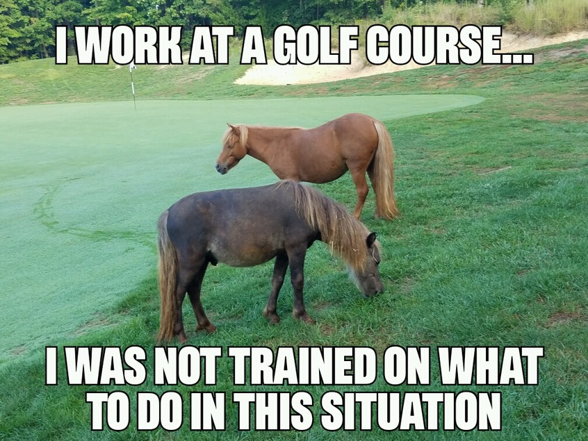 Happened at my work...runaway ponies haha - meme