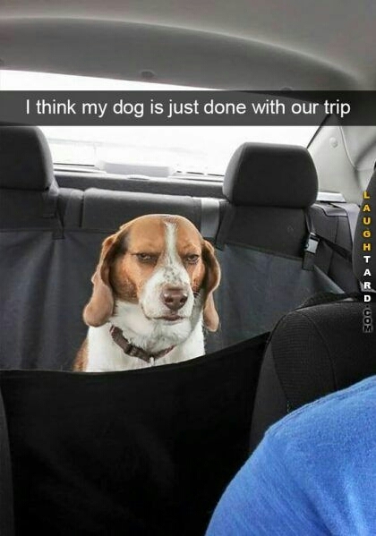 Car dogs be like - meme