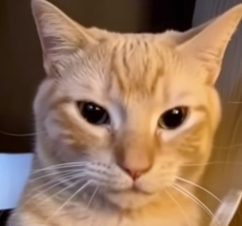 ¿Te suena este gato? - meme