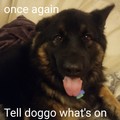 Doggo is here to listen